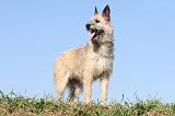BOUVIER DES ARDENNES 058